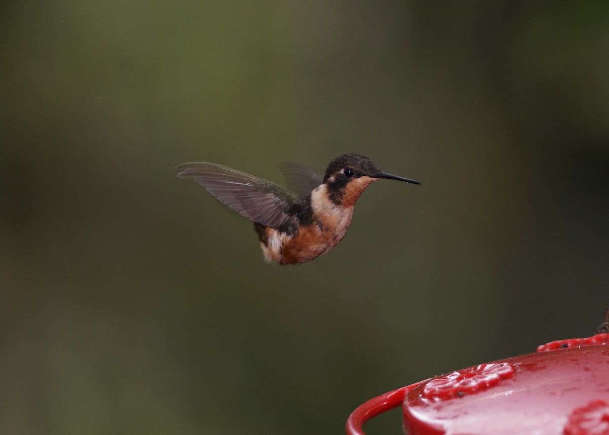 Colibrí de Mitchell - ML236654641