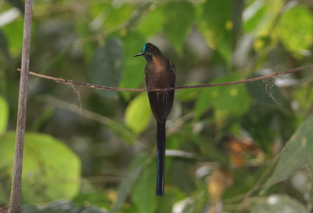 Violet-tailed Sylph - Nancy Cox