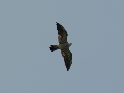 Mississippi Kite - ML236657531