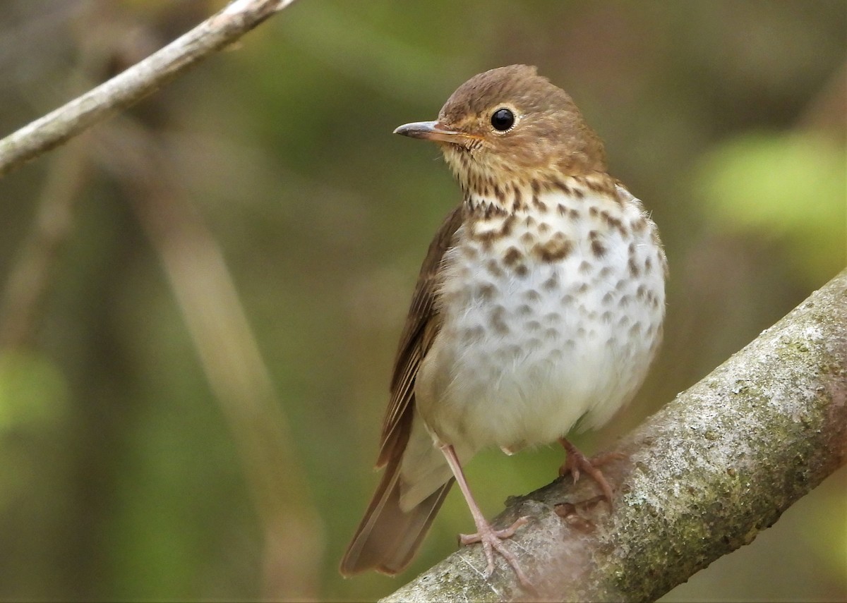 Swainson's Thrush - ML236657711