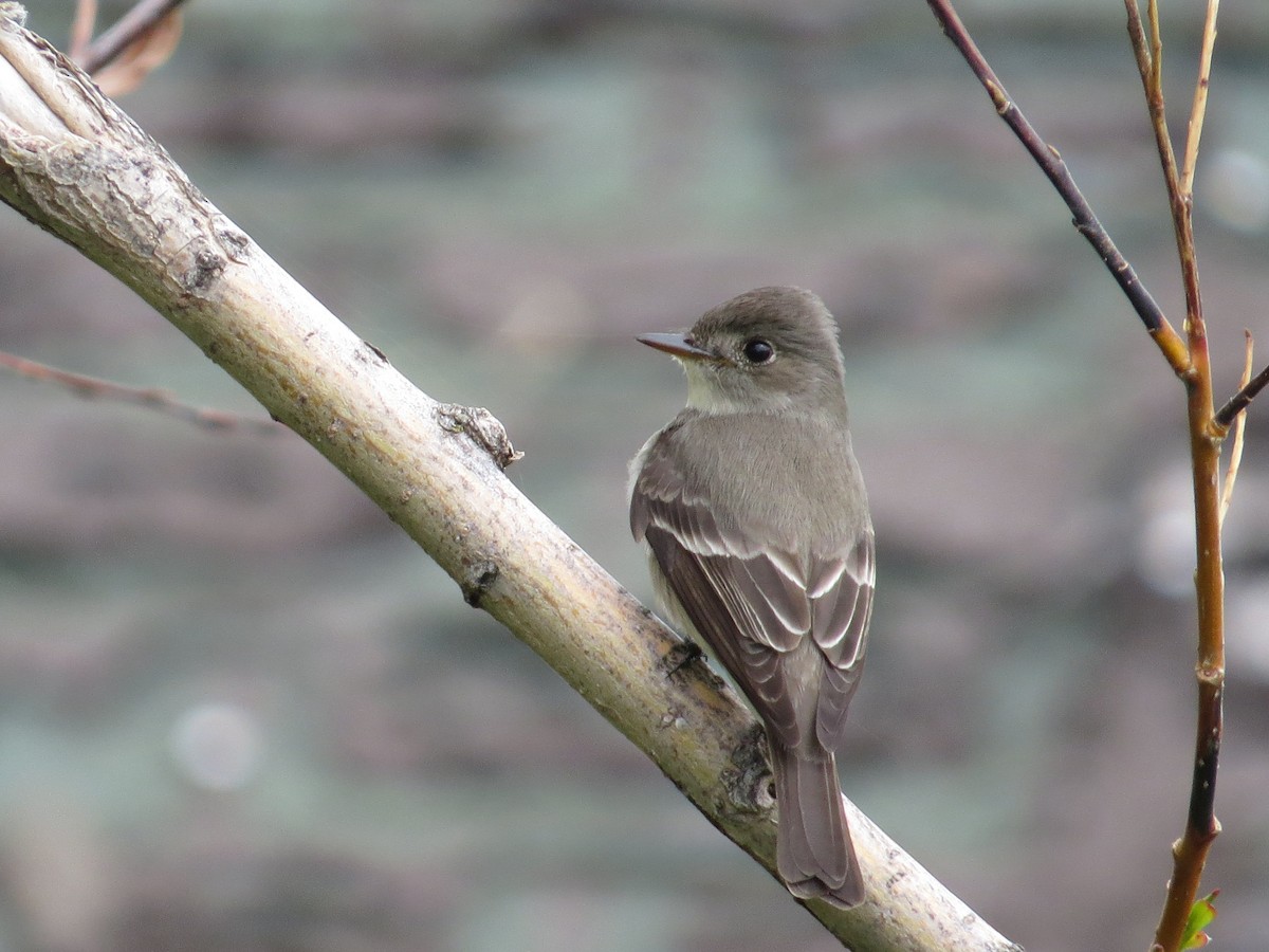 Western Wood-Pewee - Asher  Warkentin