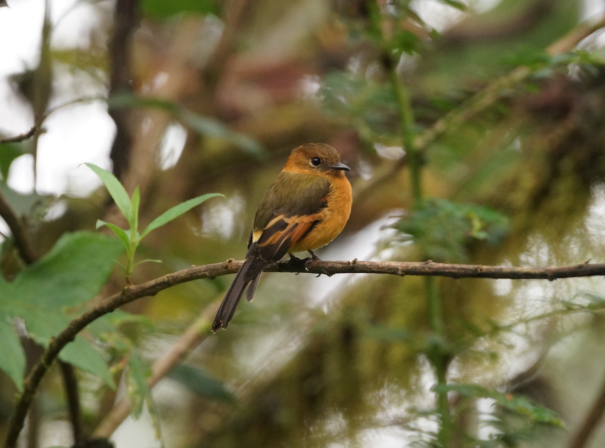 Cinnamon Flycatcher - ML236658711