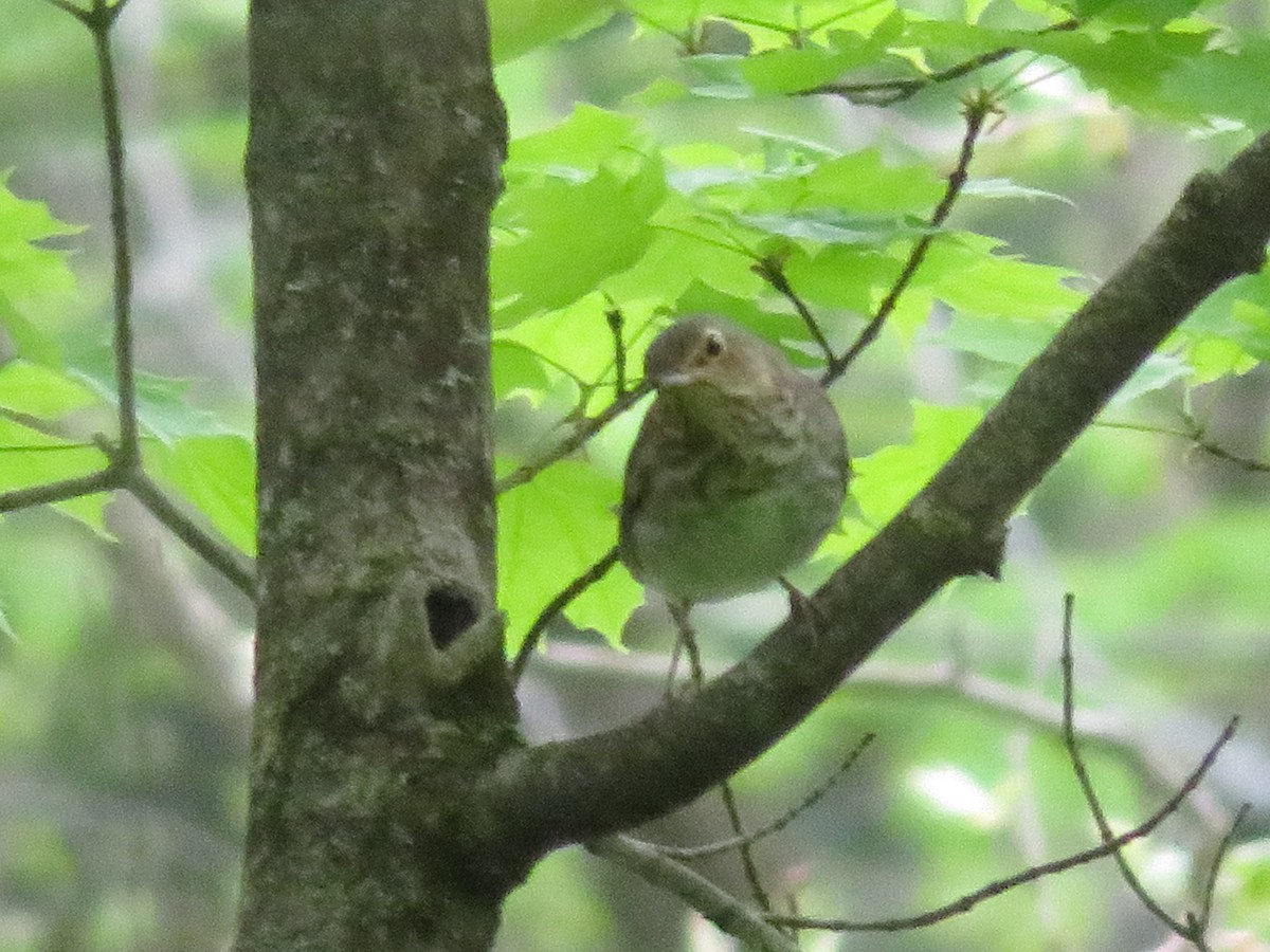 Zwergmusendrossel - ML236659201