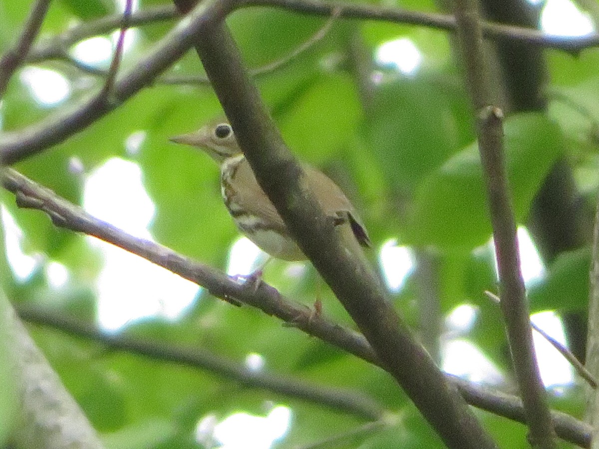 Pieperwaldsänger - ML236659401