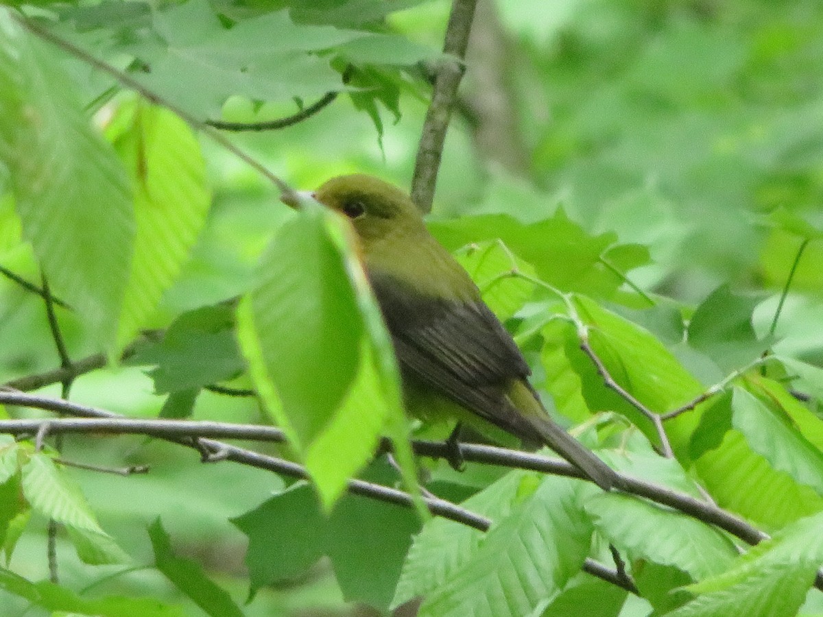 Scarlet Tanager - ML236659631