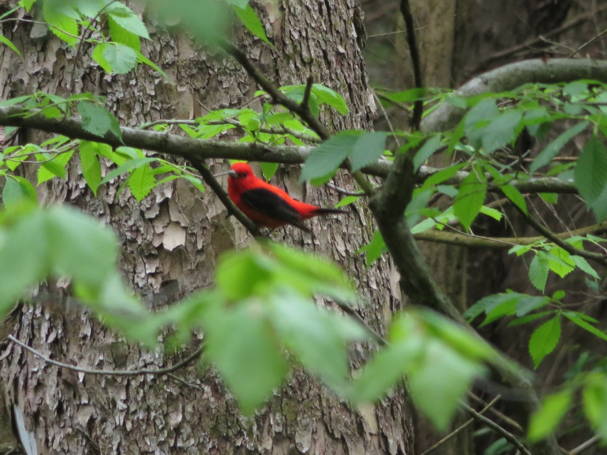 Scarlet Tanager - ML236659681