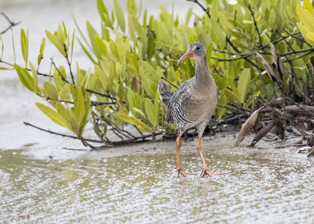 Mangrove Rail - Guillermo  Saborío Vega