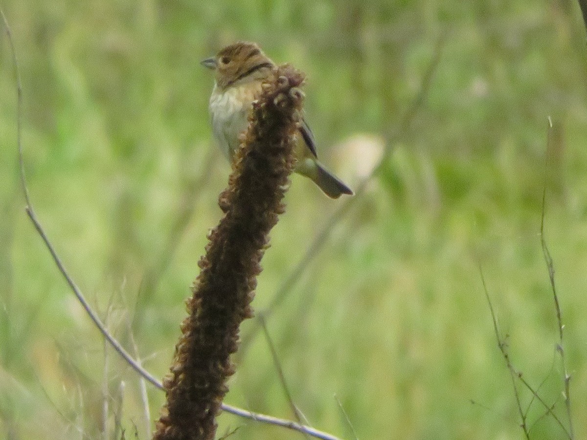 Indigofink - ML236660241