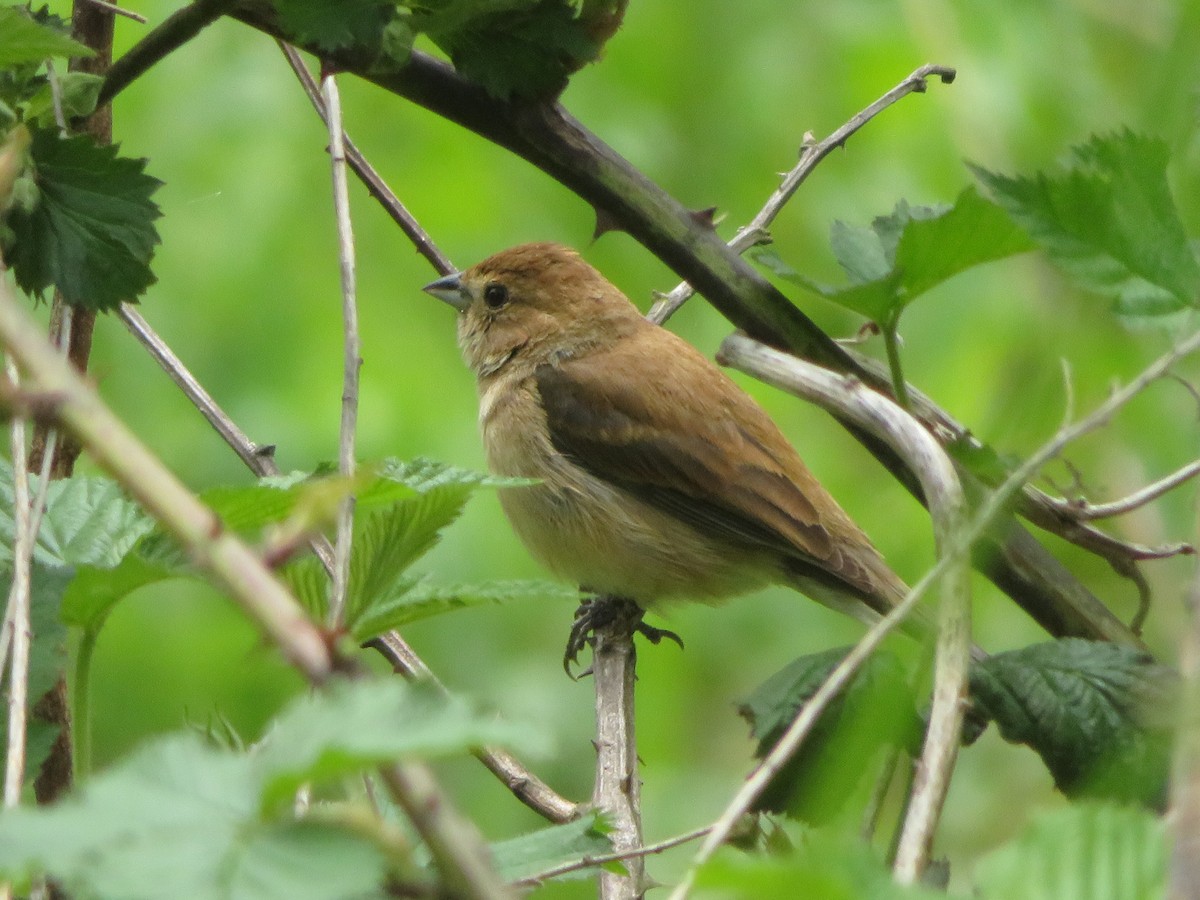 Indigofink - ML236660261