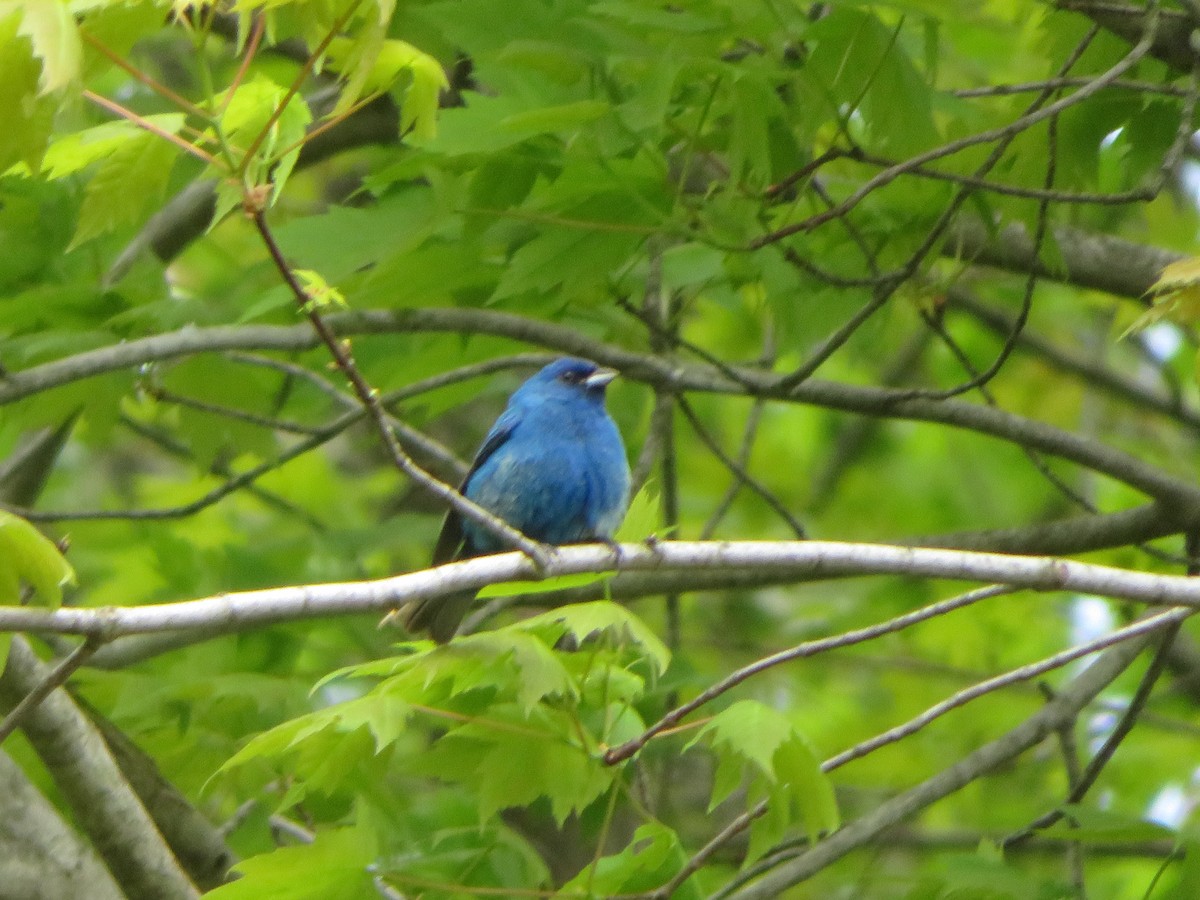 Indigofink - ML236660301