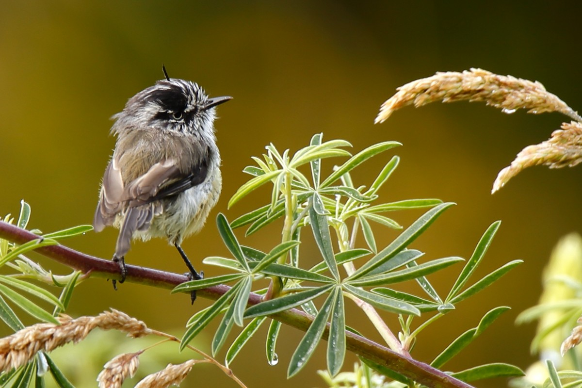 Tufted Tit-Tyrant - ML236660881