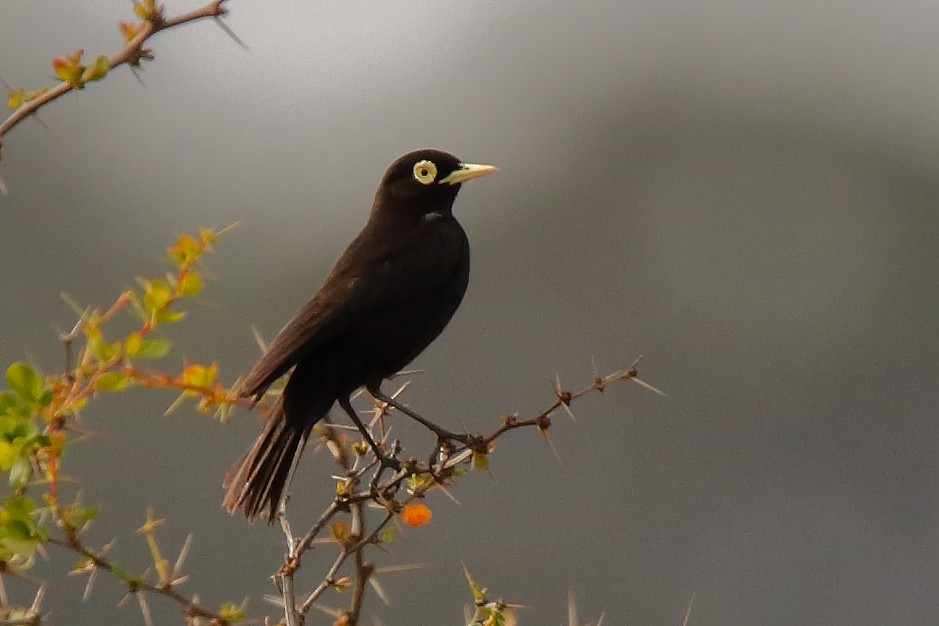 Spectacled Tyrant - Juan Figueroa Castillo