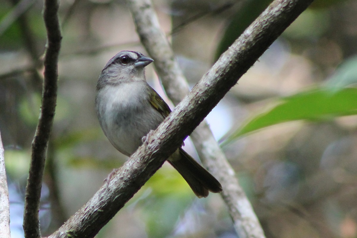 Green-backed Sparrow - ML23666191