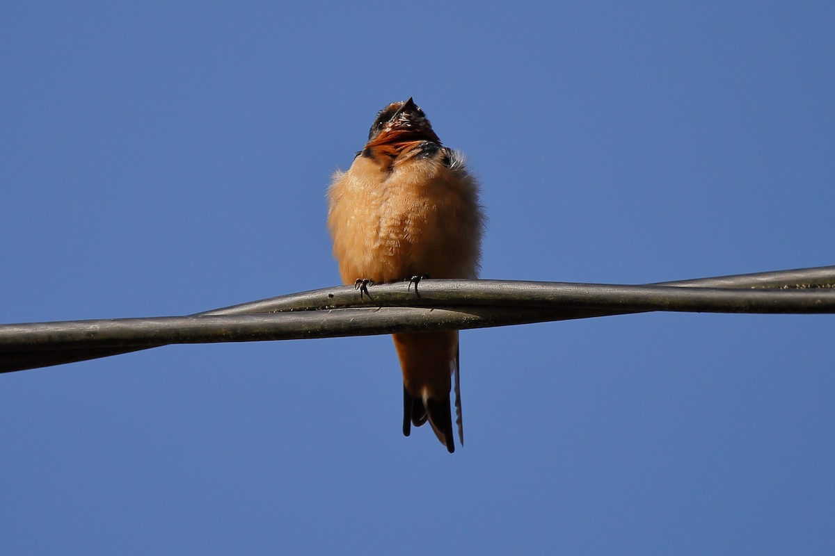 Golondrina Común - ML236661951