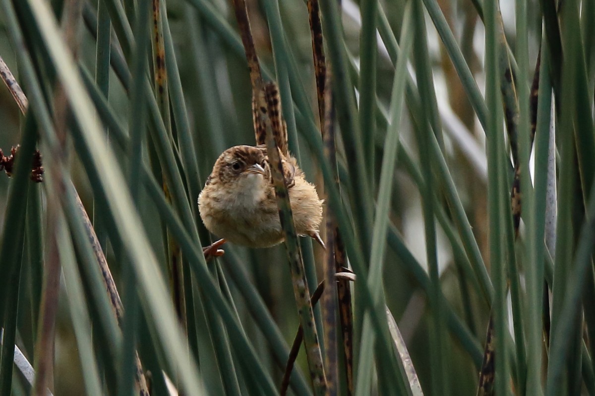 Grass Wren (Austral) - ML236662211