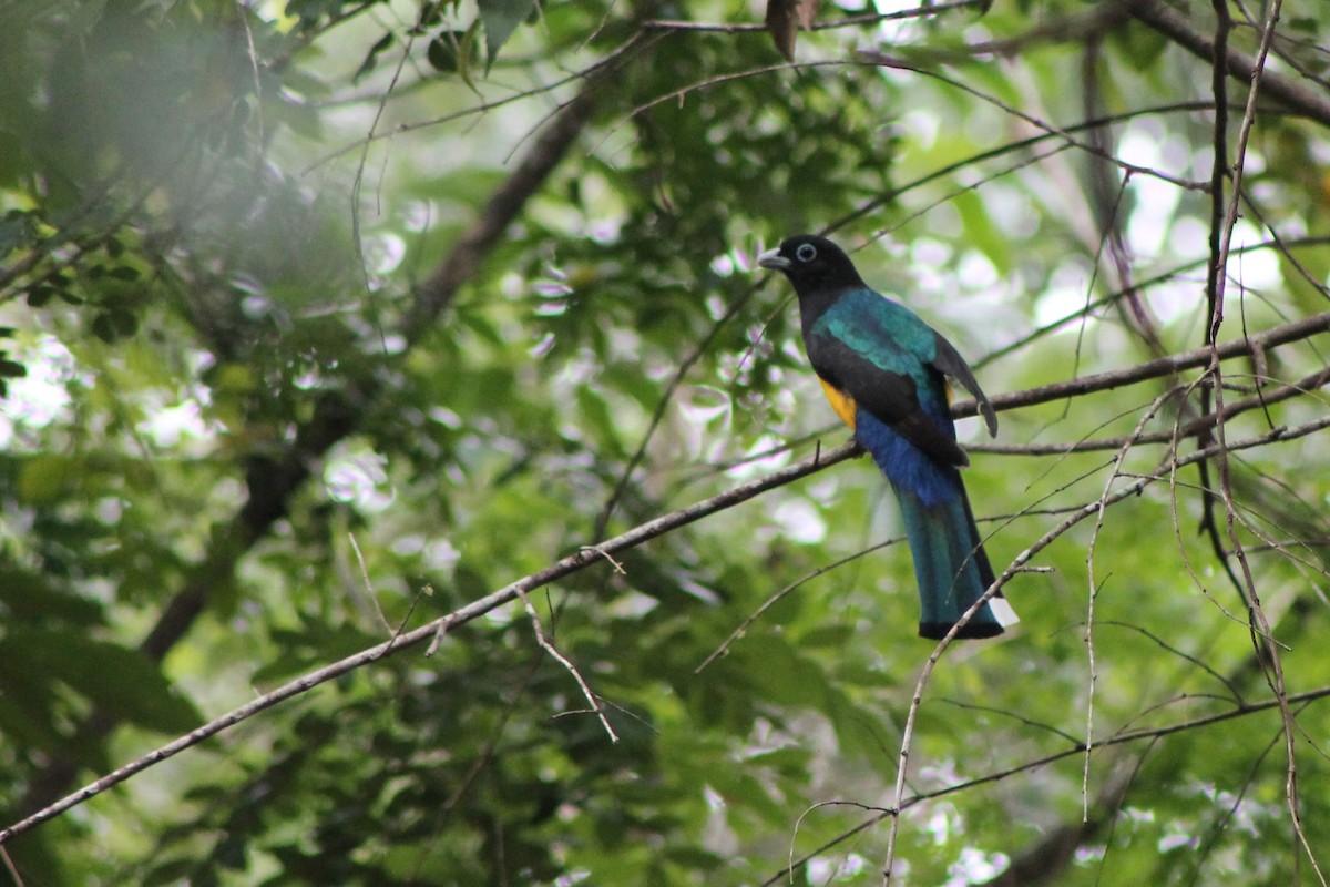 Black-headed Trogon - ML23666231