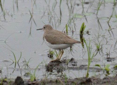 Spotted Sandpiper - ML236662731