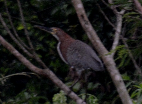 Rufescent Tiger-Heron - ML236662841