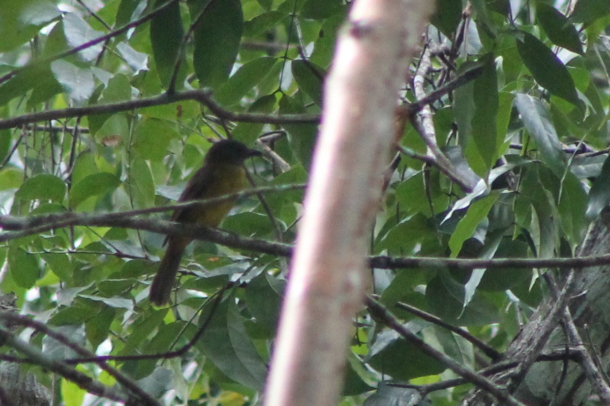 Black-throated Shrike-Tanager - ML23666331