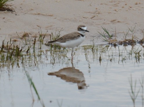 Collared Plover - ML236663361