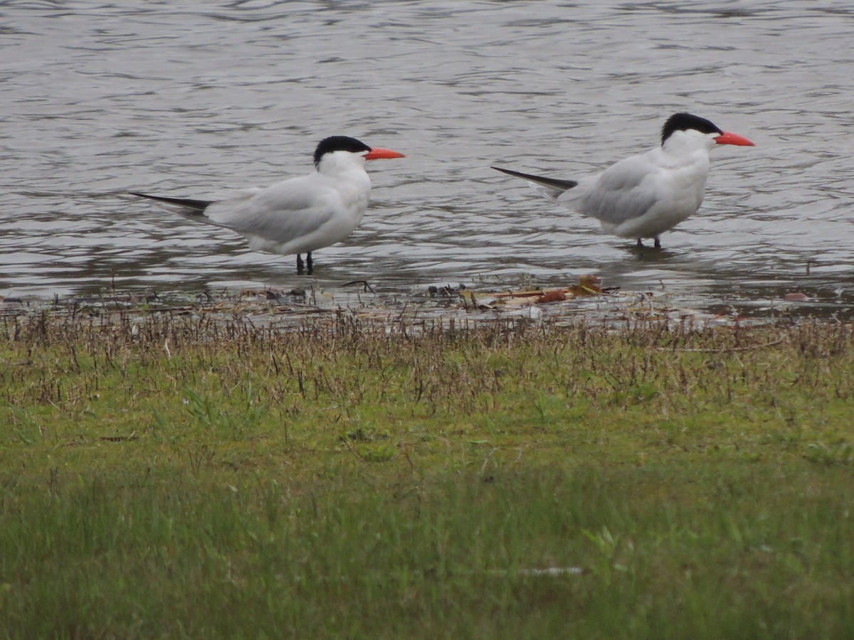 Caspian Tern - ML236663671