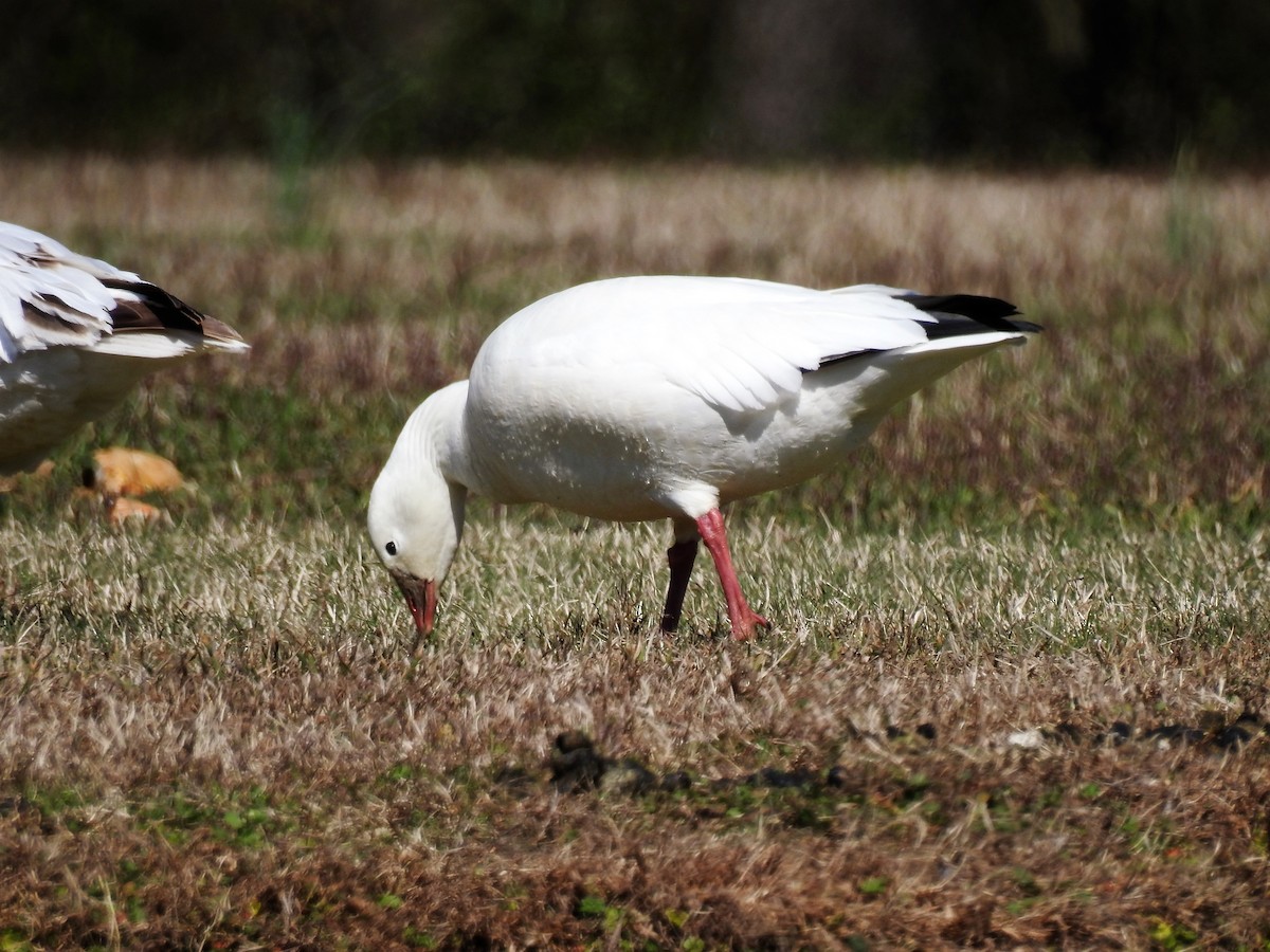 Ross's Goose - ML236663801