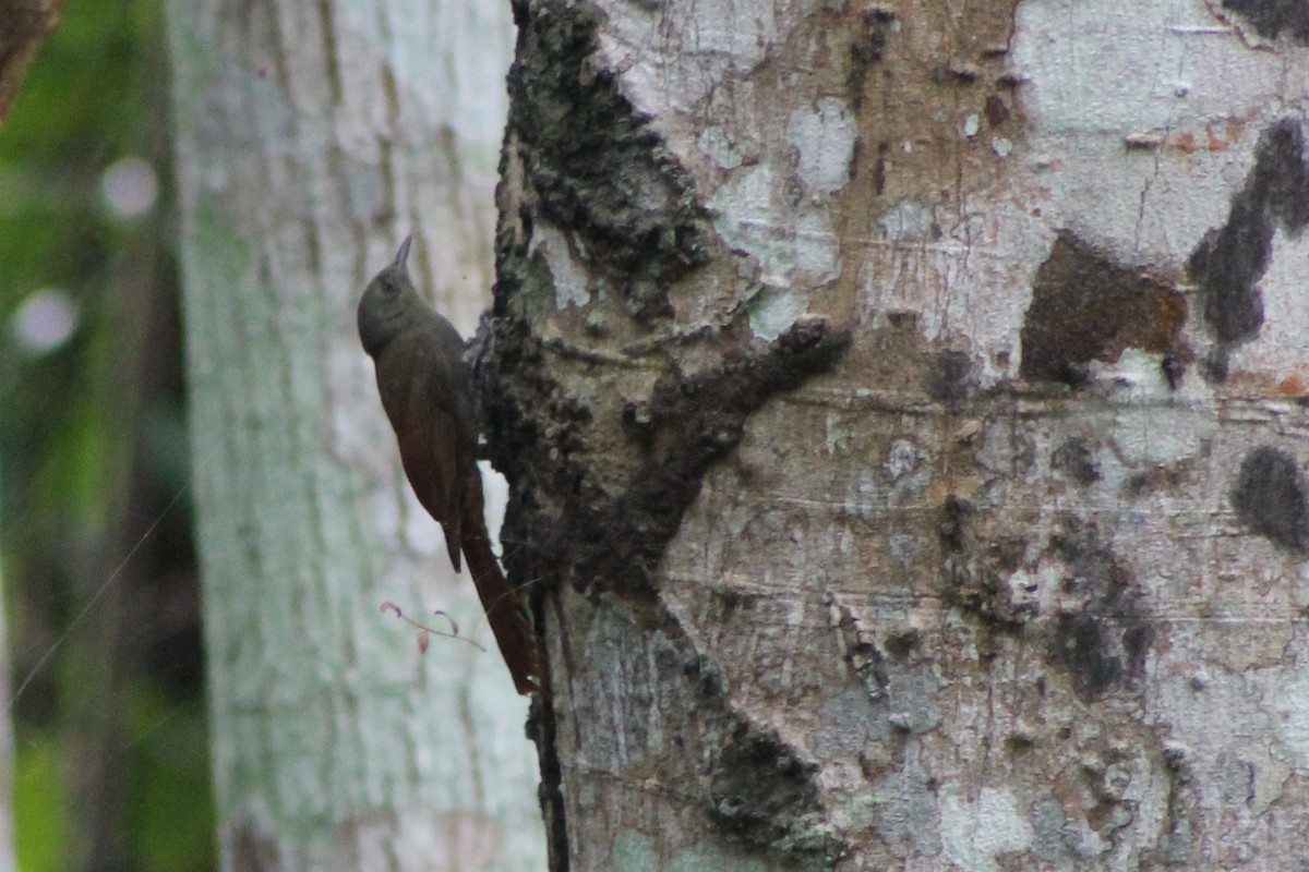 Olivaceous Woodcreeper (Grayish) - ML23666441