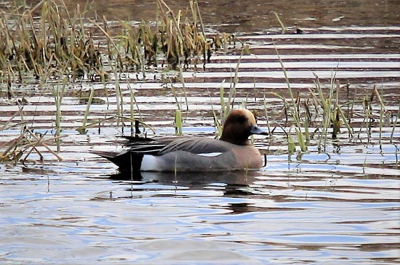 Eurasian Wigeon - ML236664571