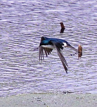 Tree Swallow - ML236664731