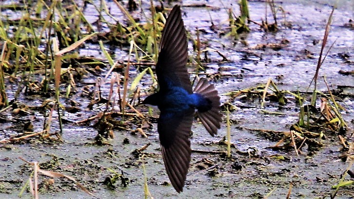 Tree Swallow - ML236664741