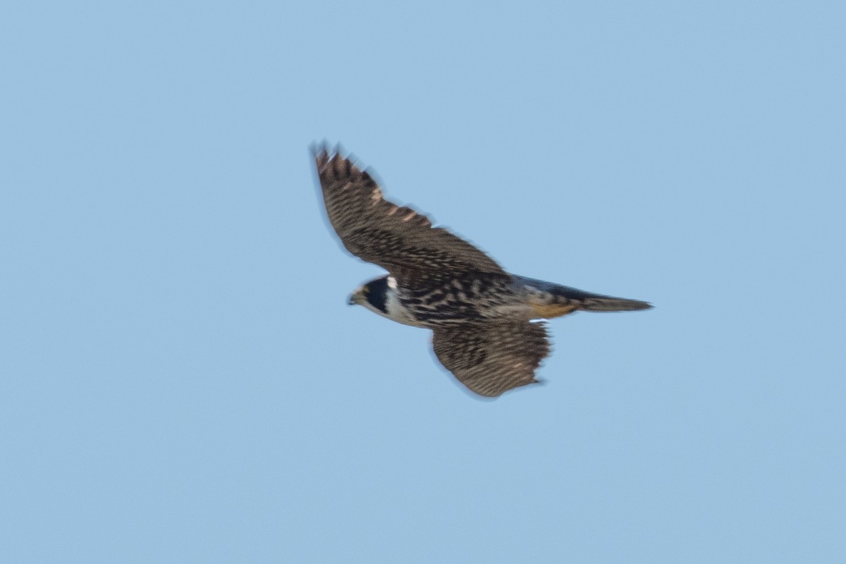 Peregrine Falcon - ML236665311