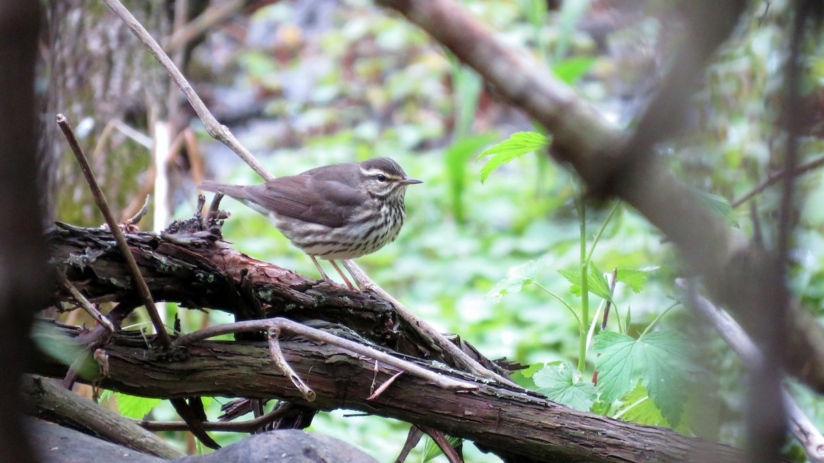 Northern Waterthrush - ML236665631