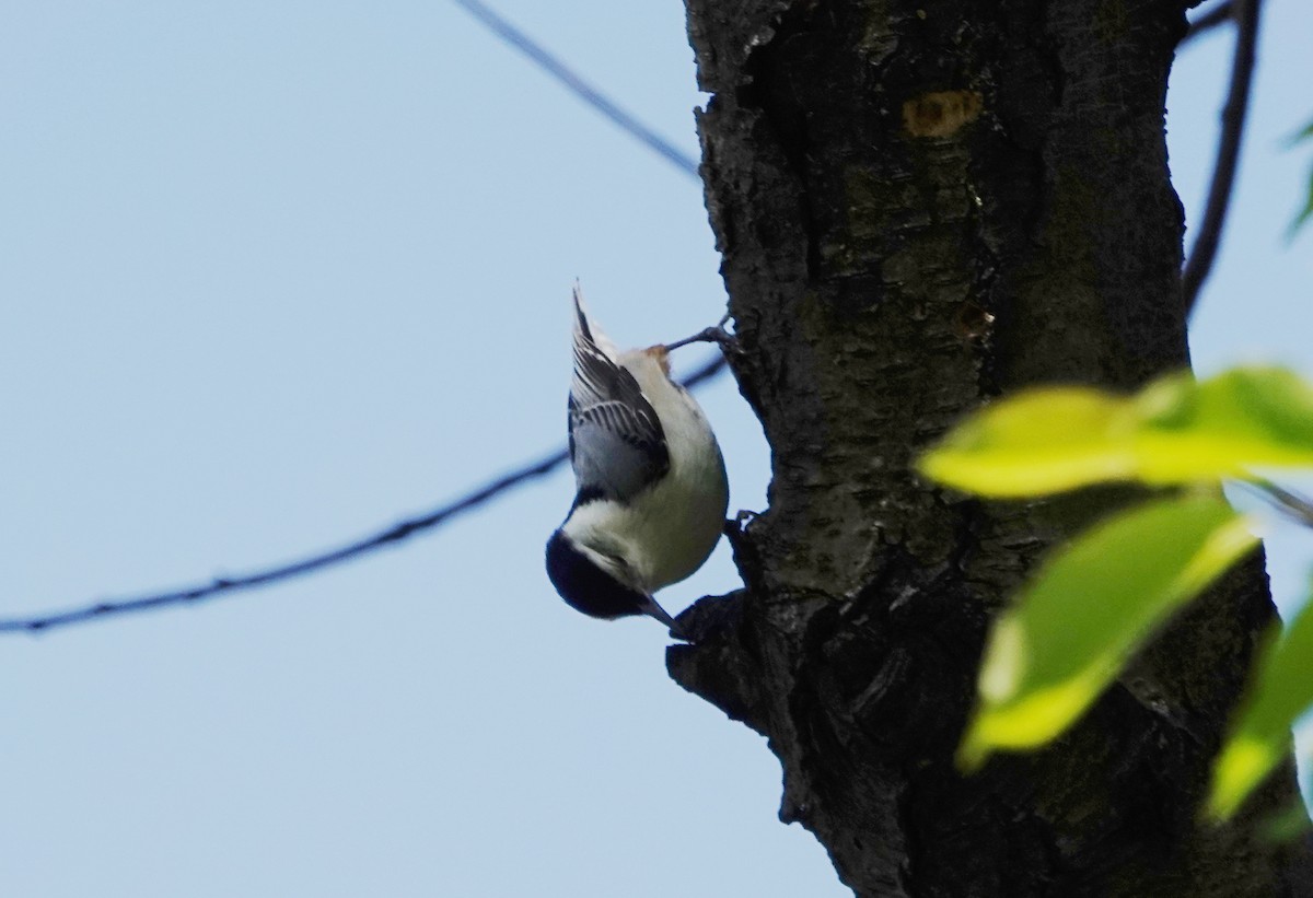 White-breasted Nuthatch - ML236666451