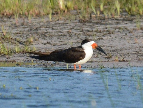 Black Skimmer - ML236666621