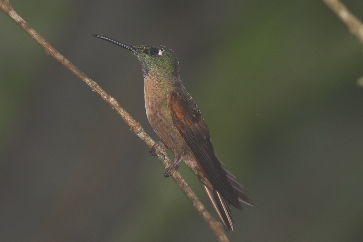 kolibřík hnědobřichý - ML236666831