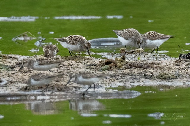 Semipalmated Sandpiper - Sheri Thompson