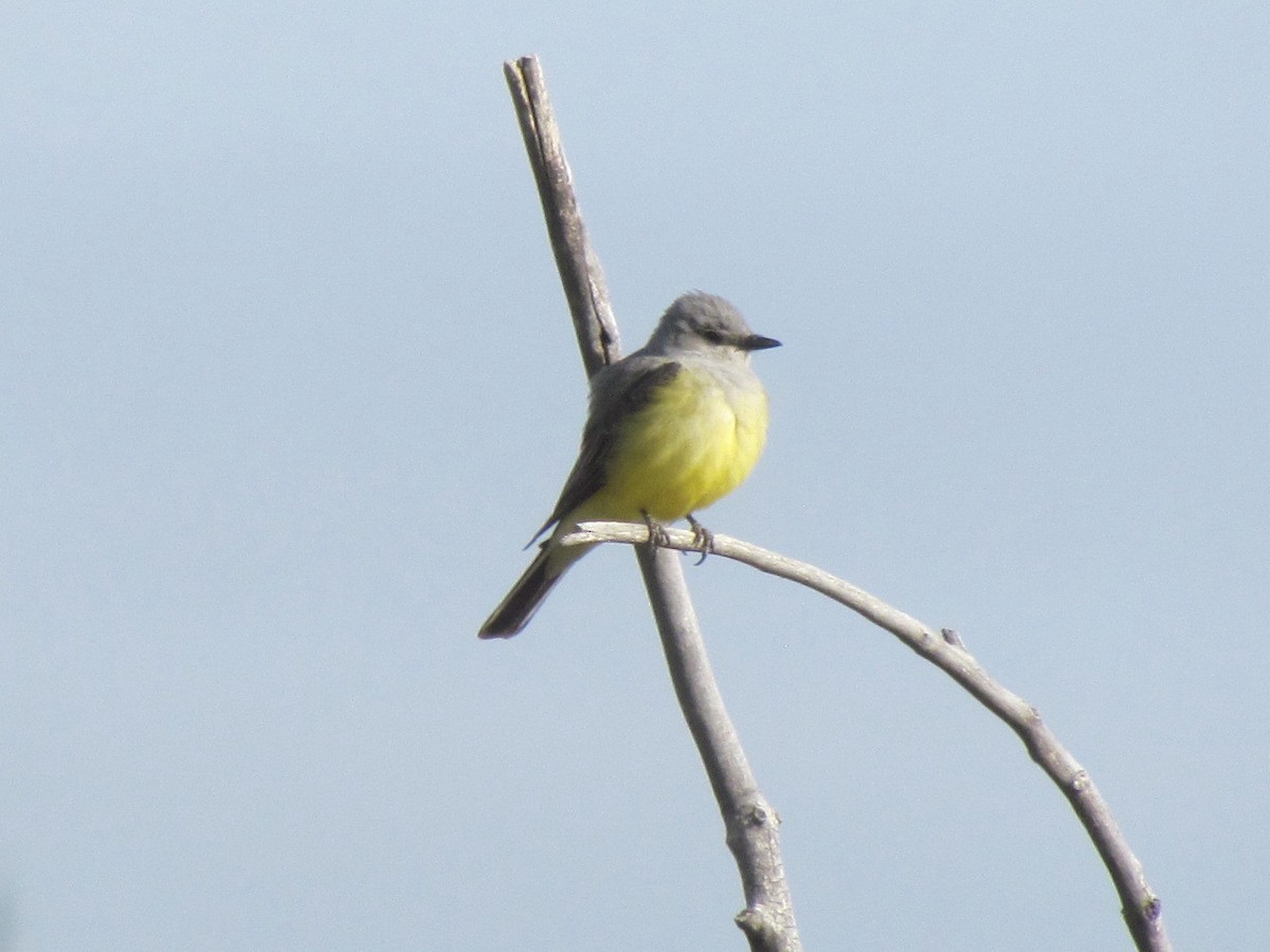 Western Kingbird - ML236667021