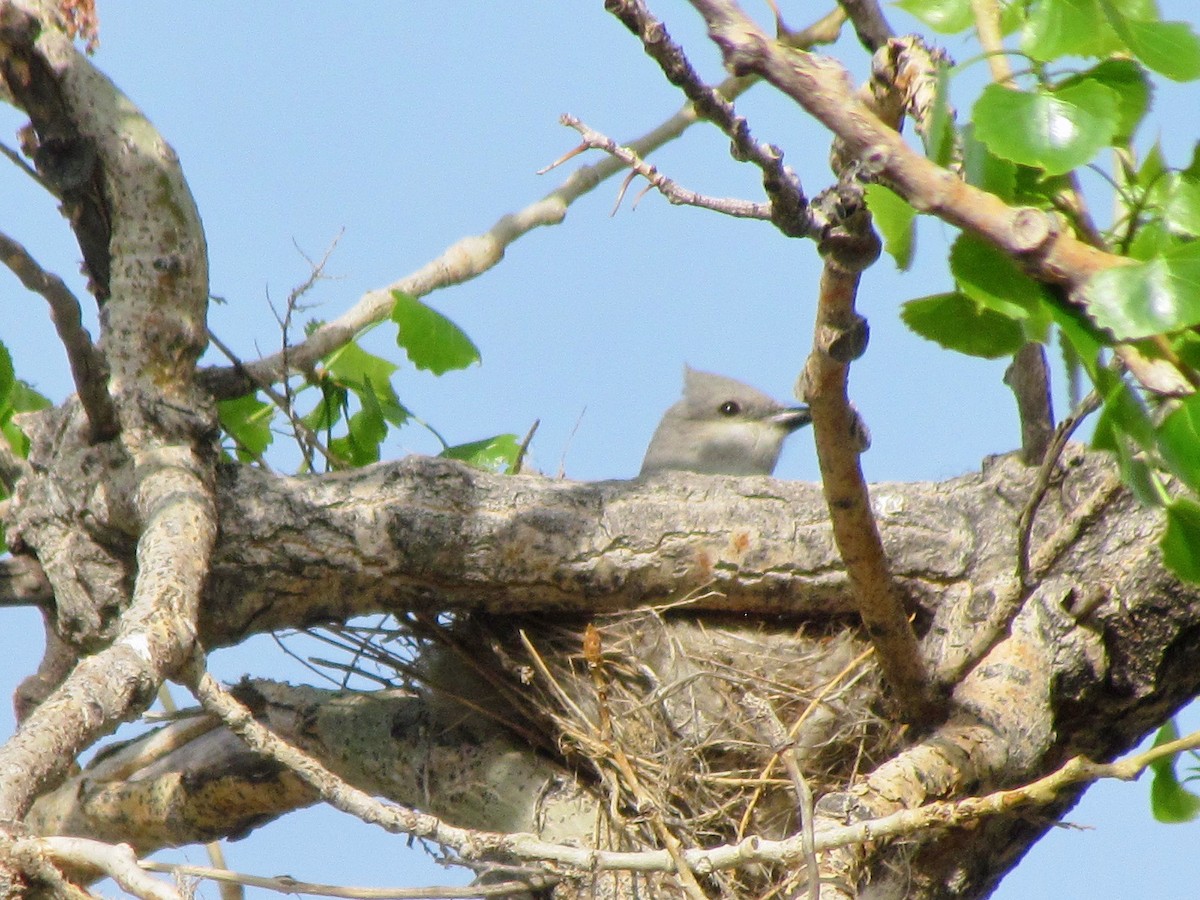 Western Kingbird - ML236667051