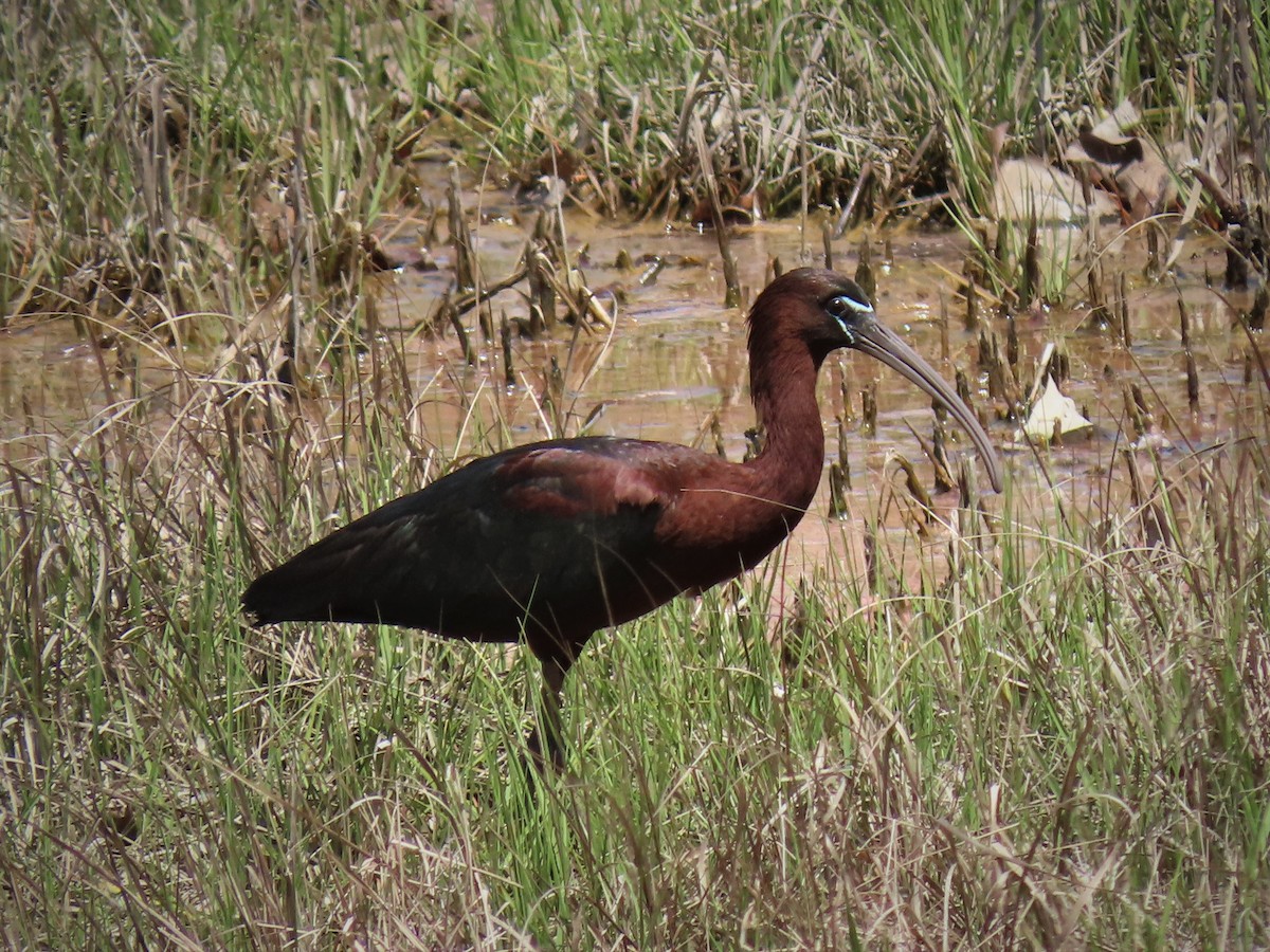 Glossy Ibis - ML236667791