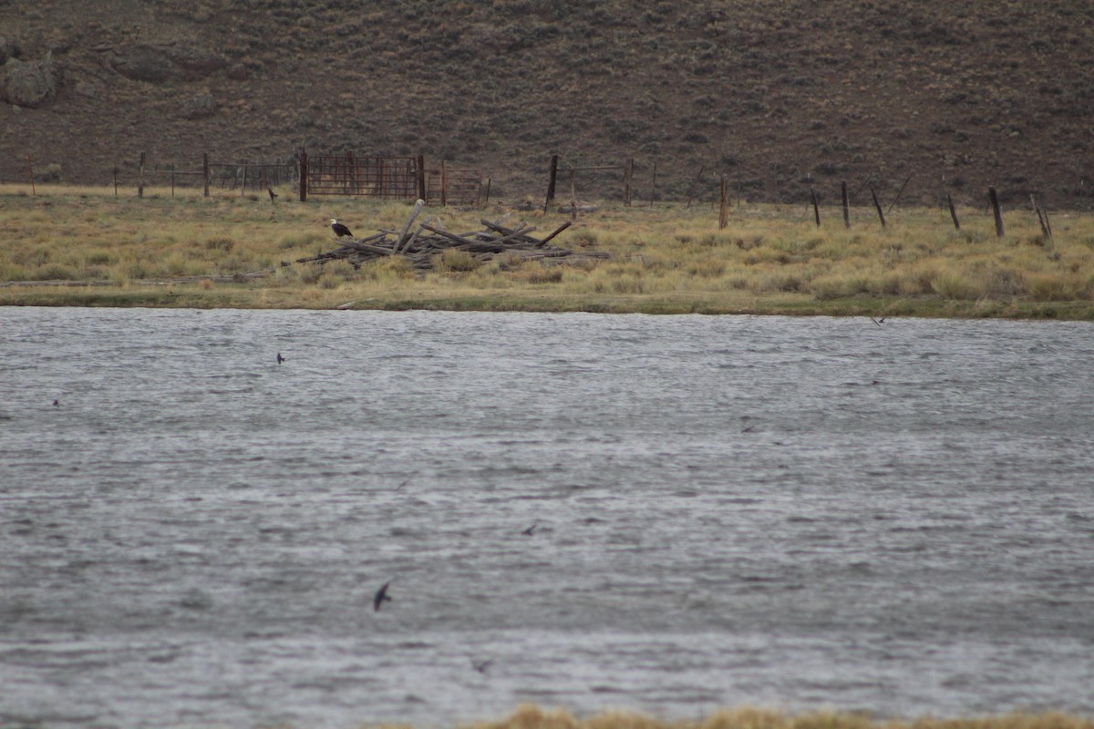 Bald Eagle - ML236667941