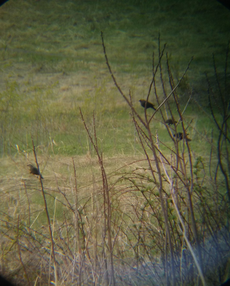 Brown-headed Cowbird - ML236668881