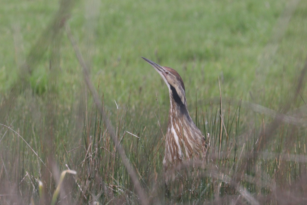 American Bittern - ML236669281