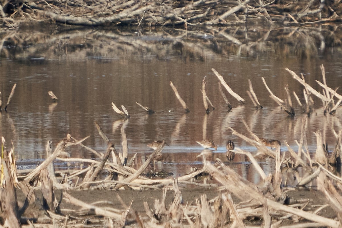 Short-billed Dowitcher - ML236670231