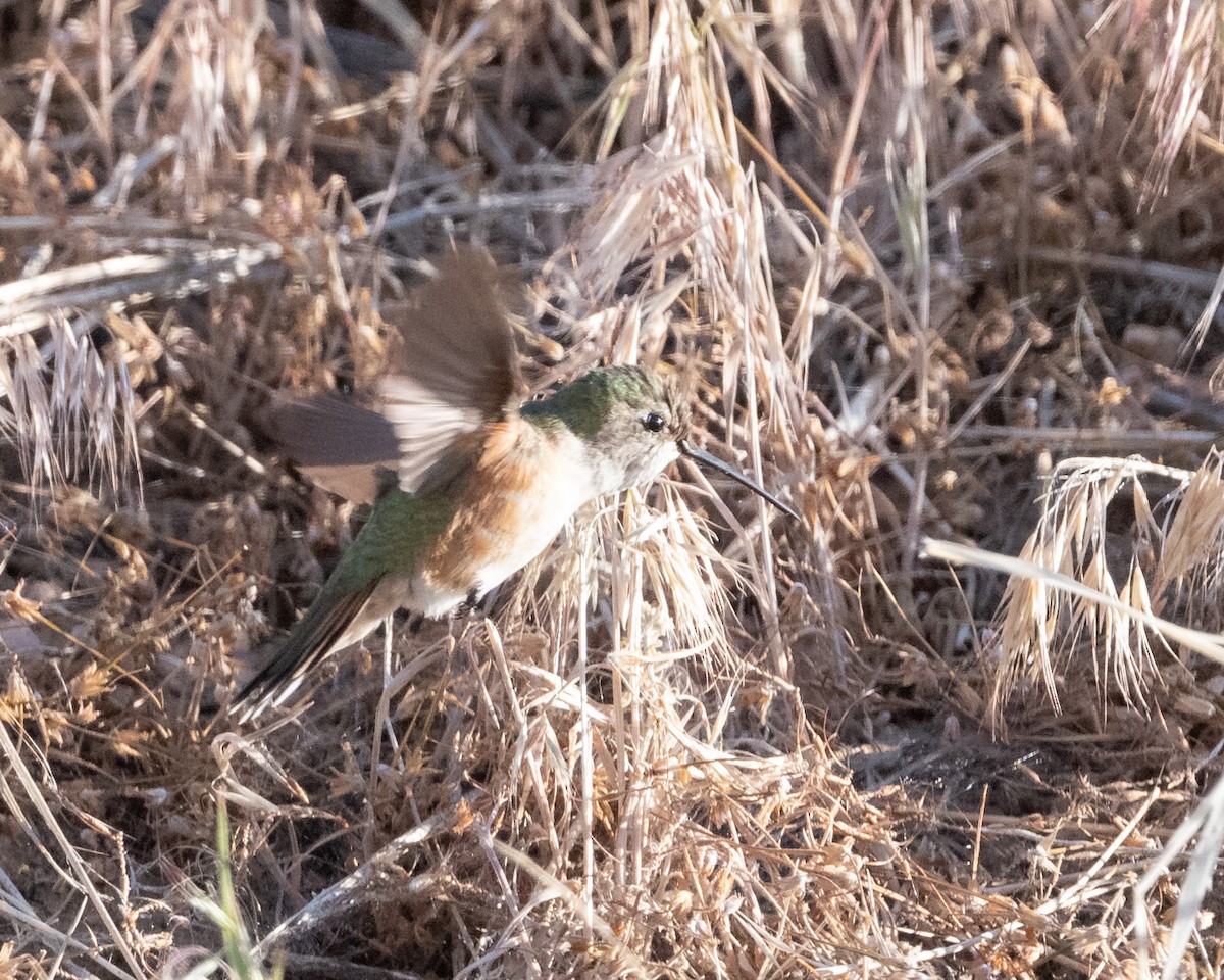 Broad-tailed Hummingbird - Thomas Bunker