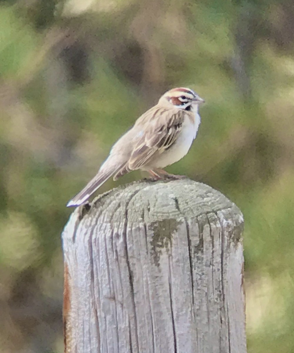 Lark Sparrow - ML236672651