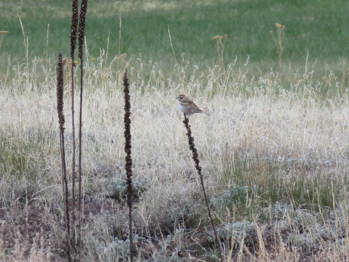 Lark Sparrow - ML236673481