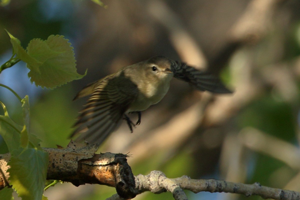 Warbling Vireo - Ron Podhajsky