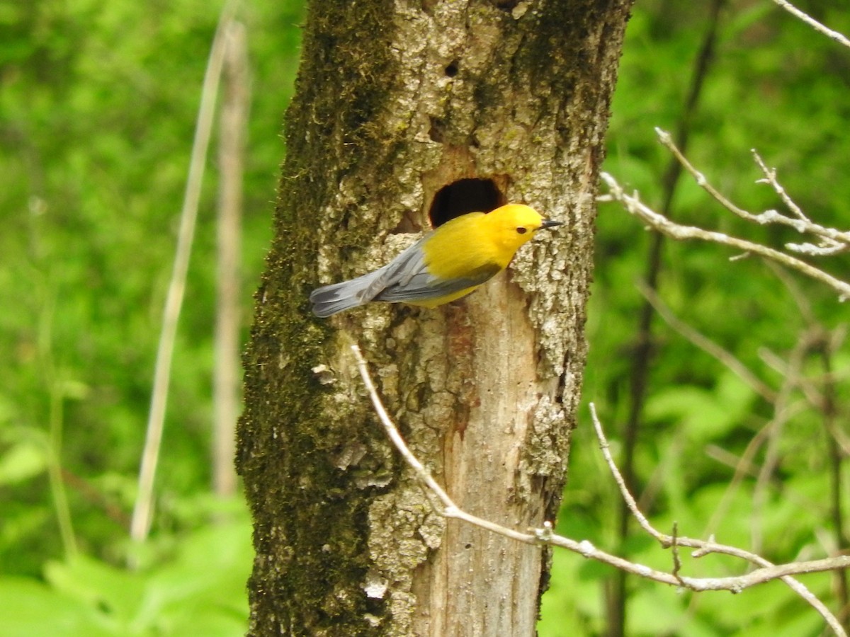 Prothonotary Warbler - ML236675241
