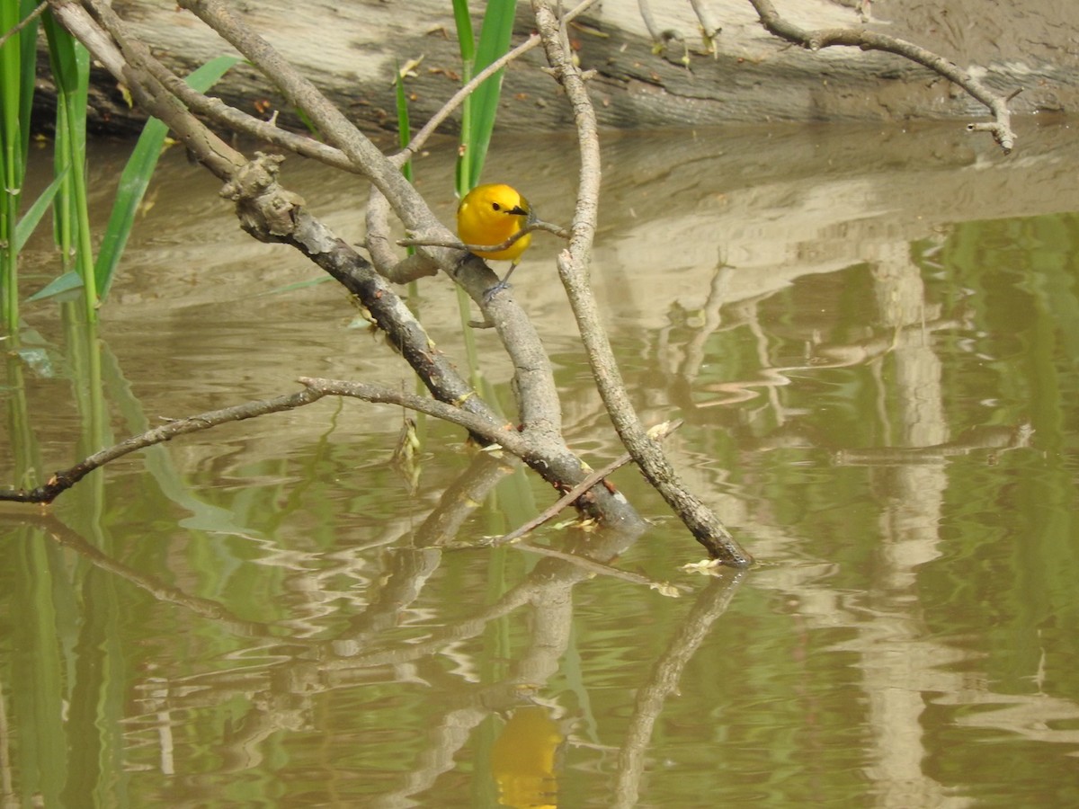 Prothonotary Warbler - ML236675251