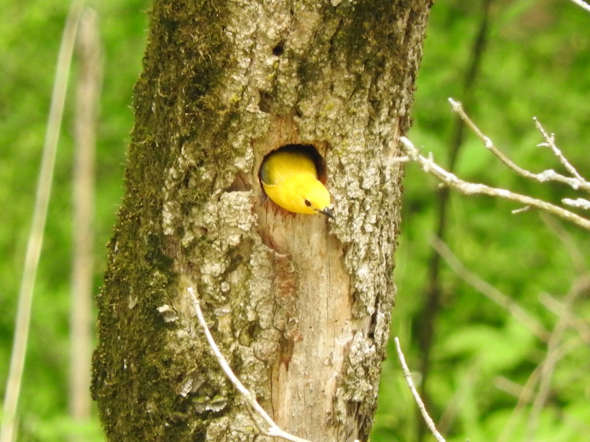 Prothonotary Warbler - ML236675341